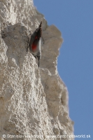 Murárik červenokrídly - Tichodroma muraria - Wallcreeper