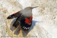 Murárik červenokrídly - Tichodroma muraria - Wallcreeper