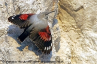 Murárik červenokrídly - Tichodroma muraria - Wallcreeper