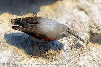 Murárik červenokrídly - Tichodroma muraria - Wallcreeper