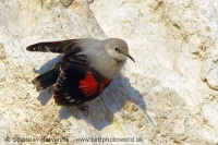 Murárik červenokrídly - Tichodroma muraria - Wallcreeper