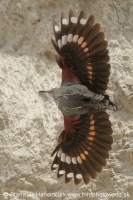Murárik červenokrídly - Tichodroma muraria - Wallcreeper