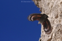 Murárik červenokrídly - Tichodroma muraria - Wallcreeper