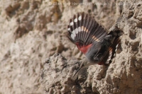 Murárik červenokrídly - Tichodroma muraria - Wallcreeper