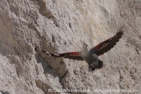Murárik červenokrídly - Tichodroma muraria - Wallcreeper