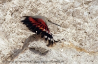 Murárik červenokrídly - Tichodroma muraria - Wallcreeper