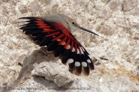 Murárik červenokrídly - Tichodroma muraria - Wallcreeper