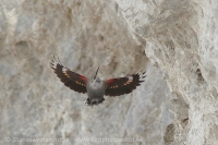 Murárik červenokrídly - Tichodroma muraria - Wallcreeper
