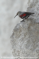 Murárik červenokrídly - Tichodroma muraria - Wallcreeper