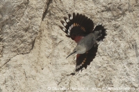 Murárik červenokrídly - Tichodroma muraria - Wallcreeper