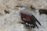Murárik červenokrídly - Tichodroma muraria - Wallcreeper