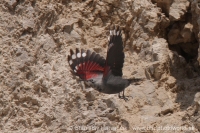 Murárik červenokrídly - Tichodroma muraria - Wallcreeper