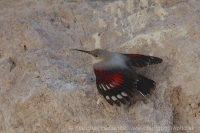 Murárik červenokrídly - Tichodroma muraria - Wallcreeper