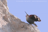 Murárik červenokrídly - Tichodroma muraria - Wallcreeper