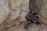 Murárik červenokrídly - Tichodroma muraria - Wallcreeper