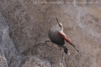 Murárik červenokrídly - Tichodroma muraria - Wallcreeper