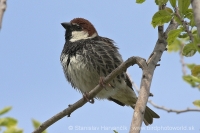 Vrabec obojkový - Passer hispaniolensis - Spanisch Sparrow