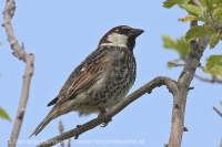 Vrabec obojkový - Passer hispaniolensis - Spanisch Sparrow