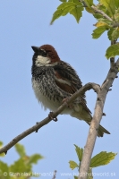 Vrabec obojkový - Passer hispaniolensis - Spanisch Sparrow