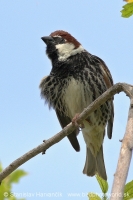 Vrabec obojkový - Passer hispaniolensis - Spanisch Sparrow