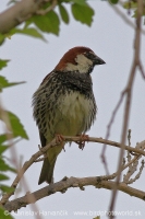 Vrabec obojkový - Passer hispaniolensis - Spanisch Sparrow