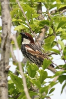 Vrabec obojkový - Passer hispaniolensis - Spanisch Sparrow