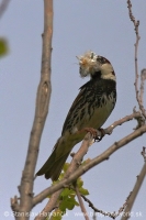 Vrabec obojkový - Passer hispaniolensis - Spanisch Sparrow