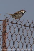Vrabec obojkový - Passer hispaniolensis - Spanisch Sparrow