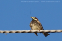 Vrabec obojkový - Passer hispaniolensis - Spanisch Sparrow
