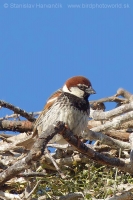 Vrabec obojkový - Passer hispaniolensis - Spanisch Sparrow