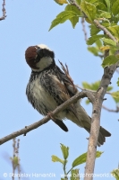 Vrabec obojkový - Passer hispaniolensis - Spanisch Sparrow