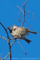 Vrabec obojkový - Passer hispaniolensis - Spanisch Sparrow