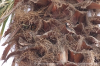 Vrabec obojkový - Passer hispaniolensis - Spanisch Sparrow