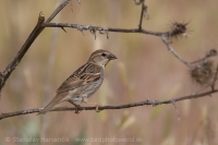 Vrabec obojkový - Passer hispaniolensis - Spanisch Sparrow