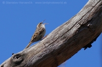 Kôrovník krátkoprstý - Certhia brachydactyla - Short-toed Treecreeper