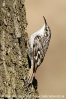 Kôrovník krátkoprstý - Certhia brachydactyla - Short-toed Treecreeper
