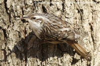 Kôrovník krátkoprstý - Certhia brachydactyla - Short-toed Treecreeper