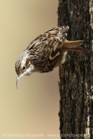 Kôrovník krátkoprstý - Certhia brachydactyla - Short-toed Treecreeper