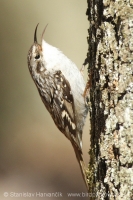 Kôrovník krátkoprstý - Certhia brachydactyla - Short-toed Treecreeper