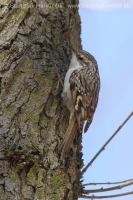 Kôrovník krátkoprstý - Certhia brachydactyla - Short-toed Treecreeper