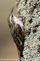 Kôrovník krátkoprstý - Certhia brachydactyla - Short-toed Treecreeper