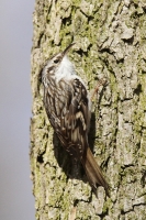 Kôrovník krátkoprstý - Certhia brachydactyla - Short-toed Treecreeper