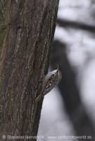 Kôrovník krátkoprstý - Certhia brachydactyla - Short-toed Treecreeper