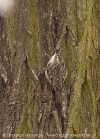 Kôrovník krátkoprstý - Certhia brachydactyla - Short-toed Treecreeper